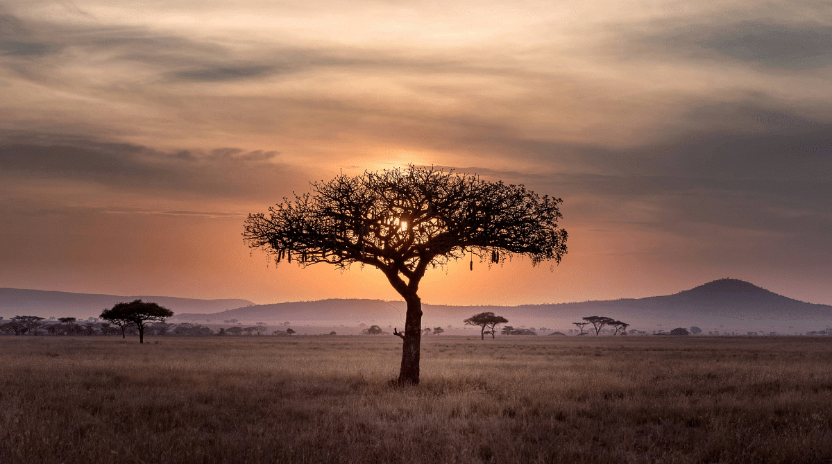 Tree in the Serengeti at sunset