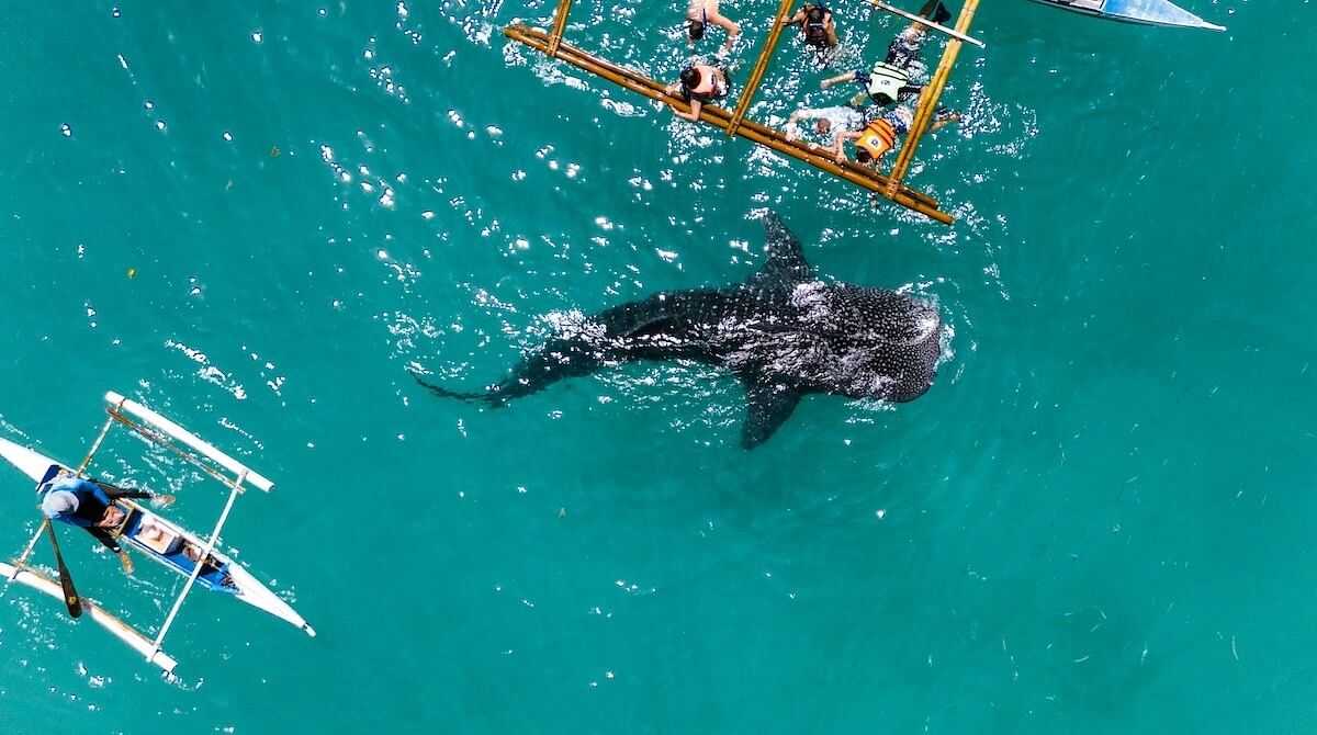 シャークウォッチング　セブ島