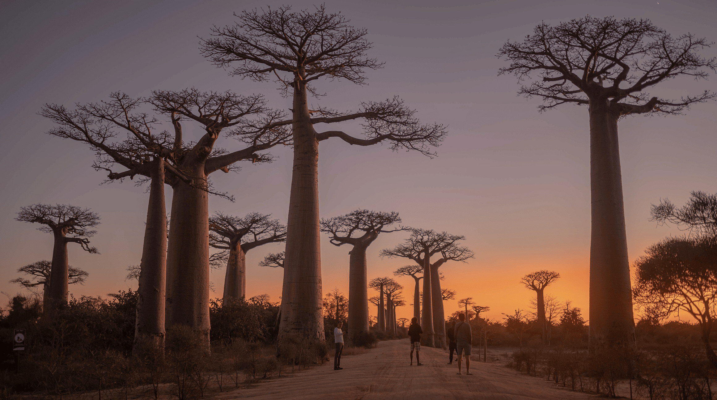 Avenue des Baobabs, Madagascar