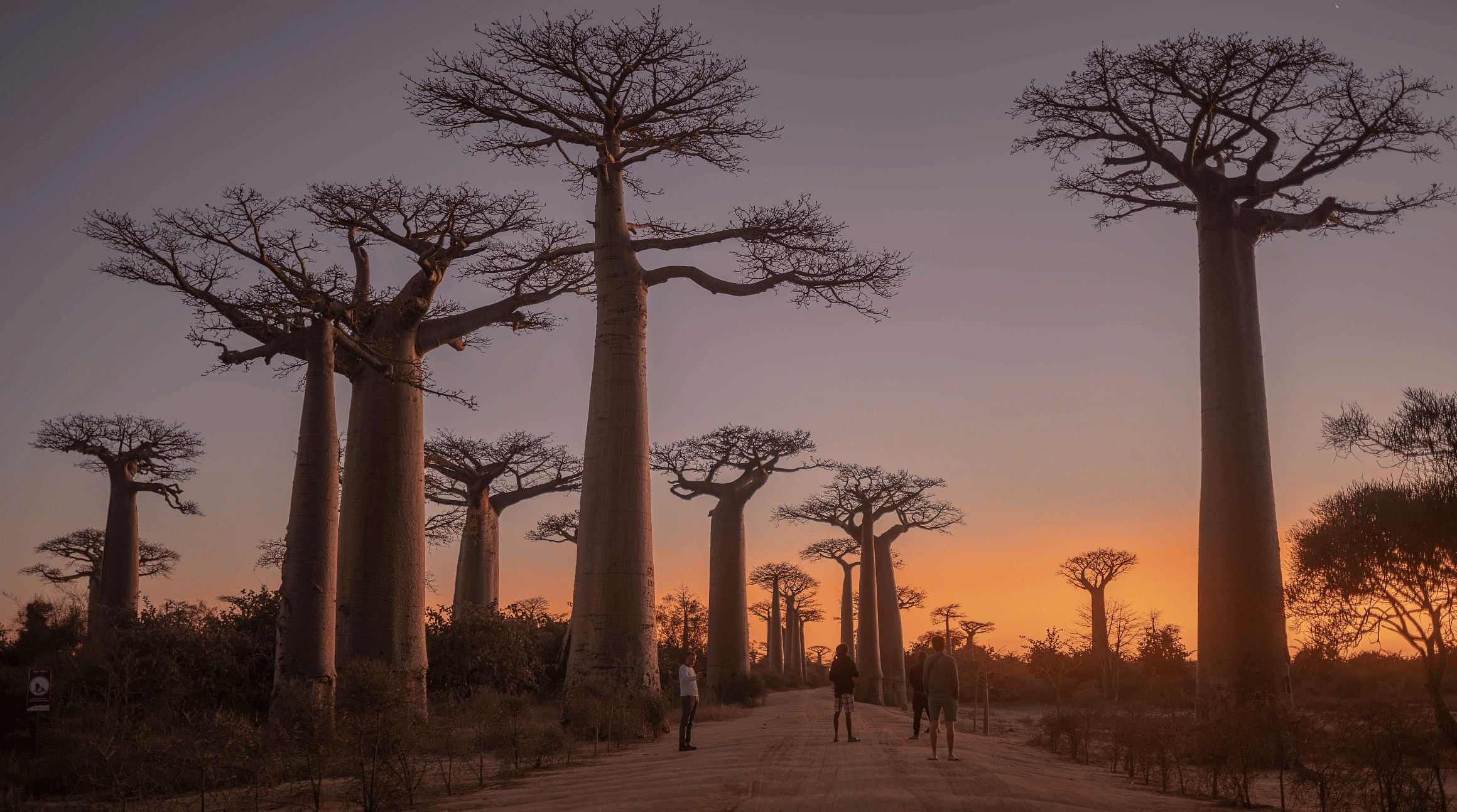 Avenue des Baobabs ، مدغشقر