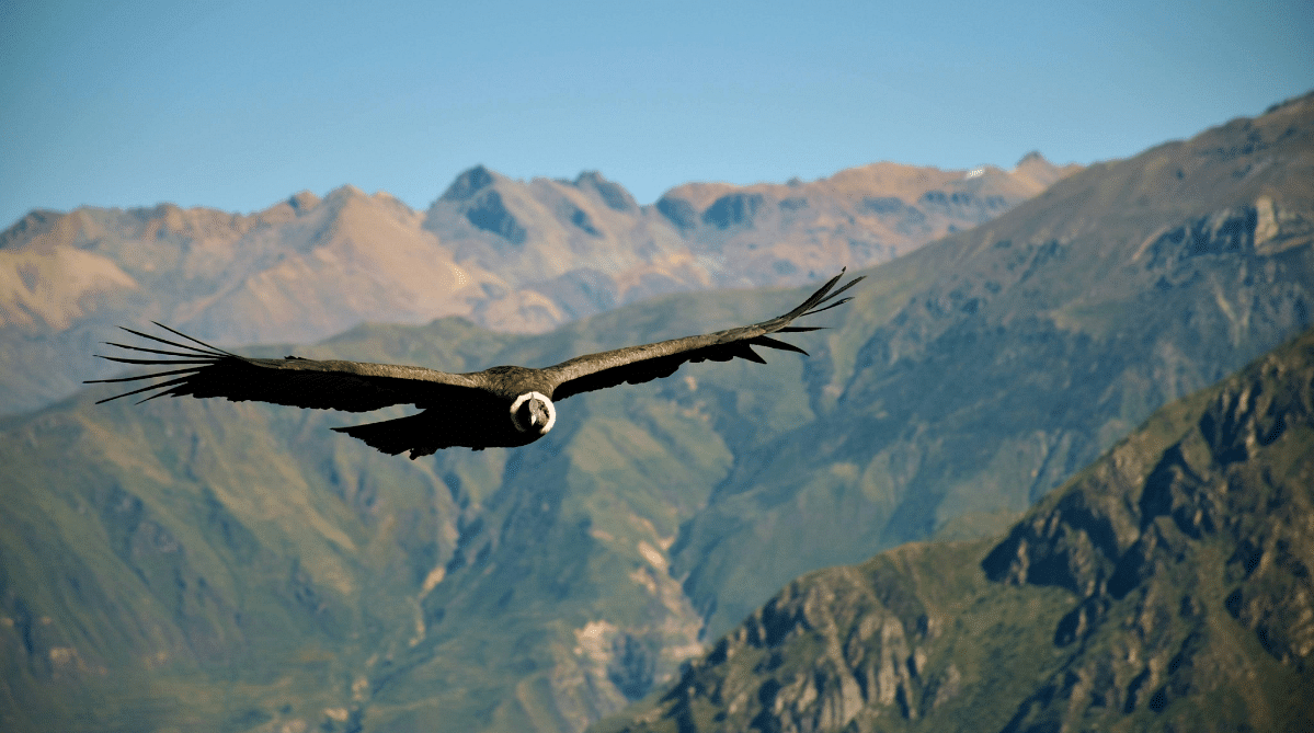 Andean condor in flight, Peru