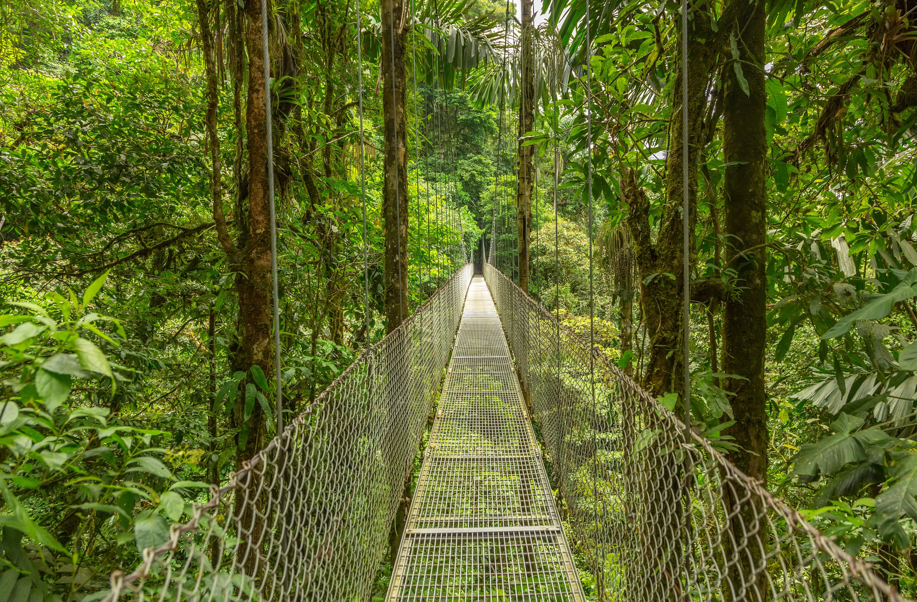 Rainforest in Costa Rica