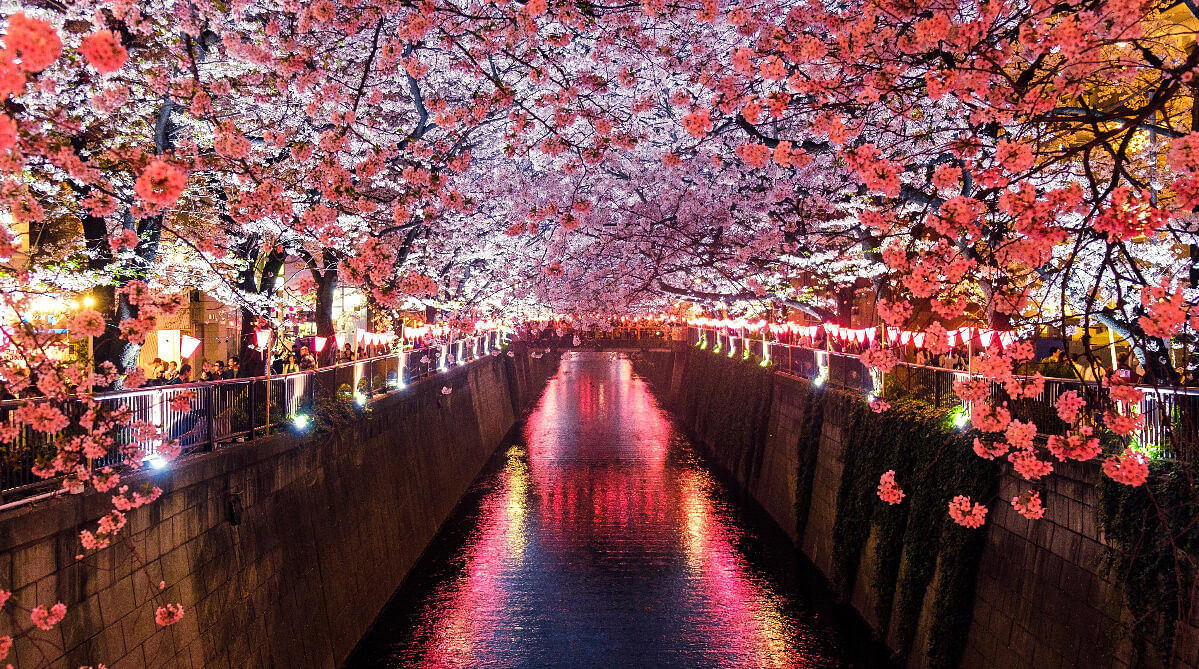 canal lined by cherry blossoms