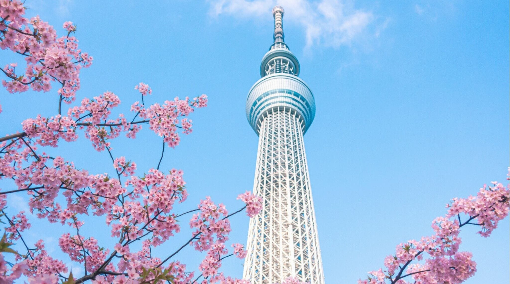 Tokyo Skytree con flores de cerezo rosadas en primavera en Japón.
