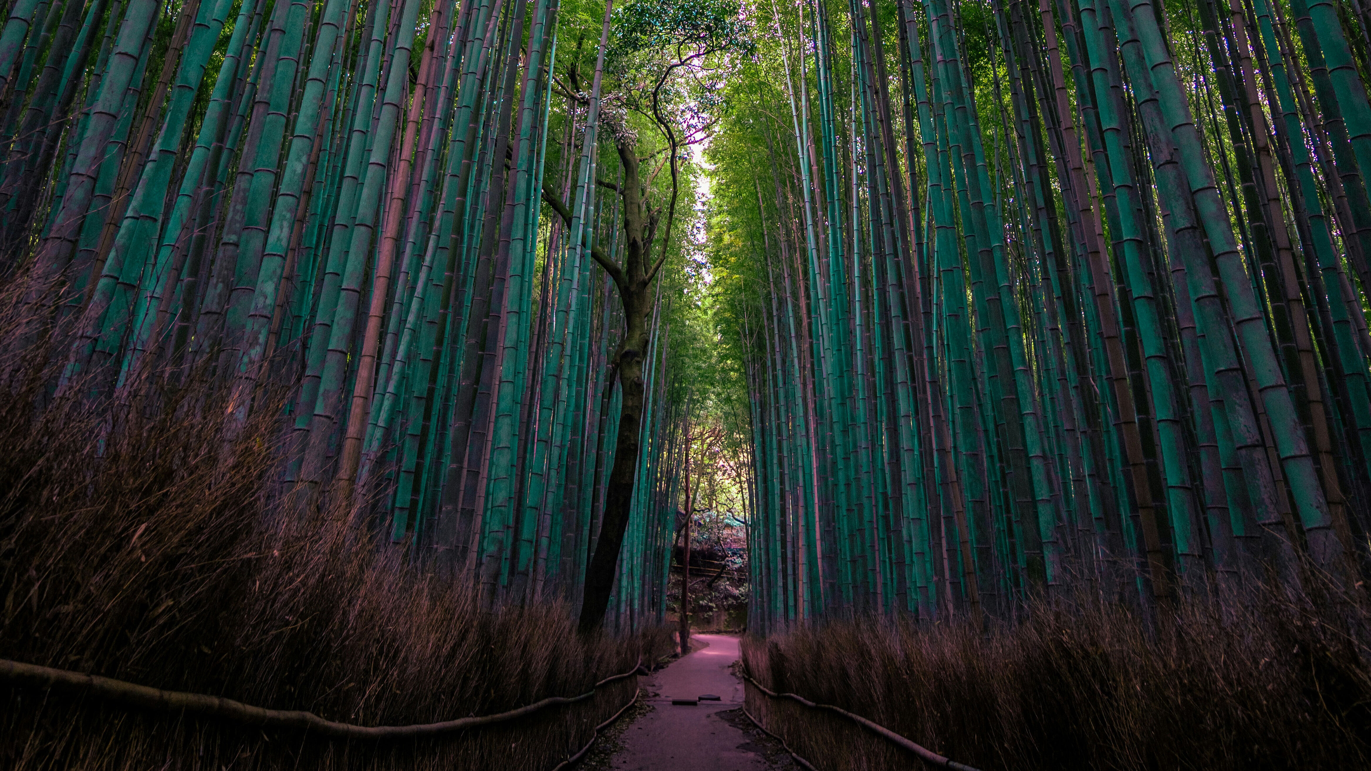 Arashiyama Bamboo Grove in Kyoto, Japan