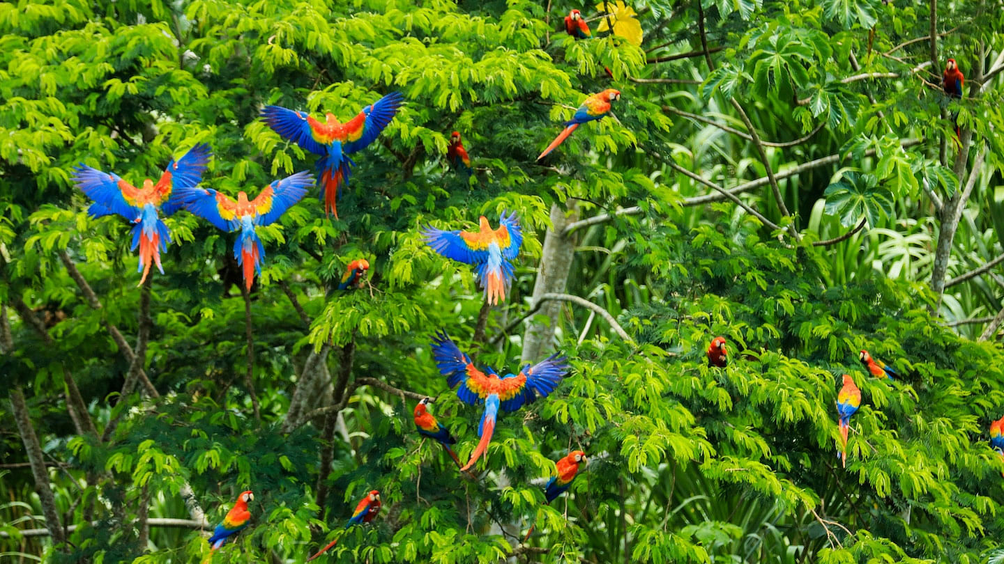 Amazon Rainforest Eco-Lodge in a lush forest surrounded by colorful tropical birds