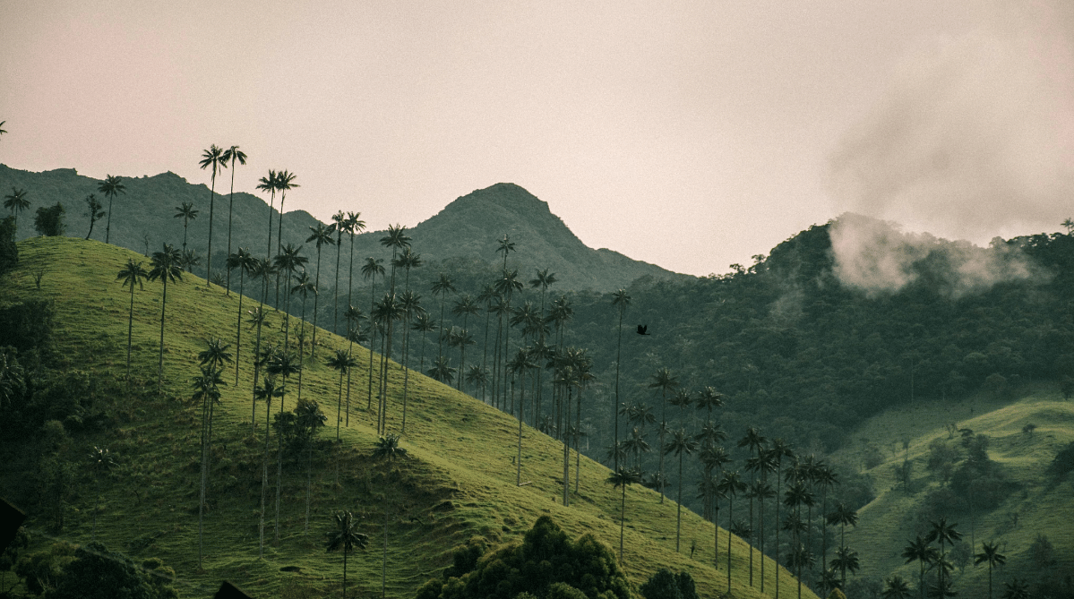 Palm trees in Cocora Valley, Colombia