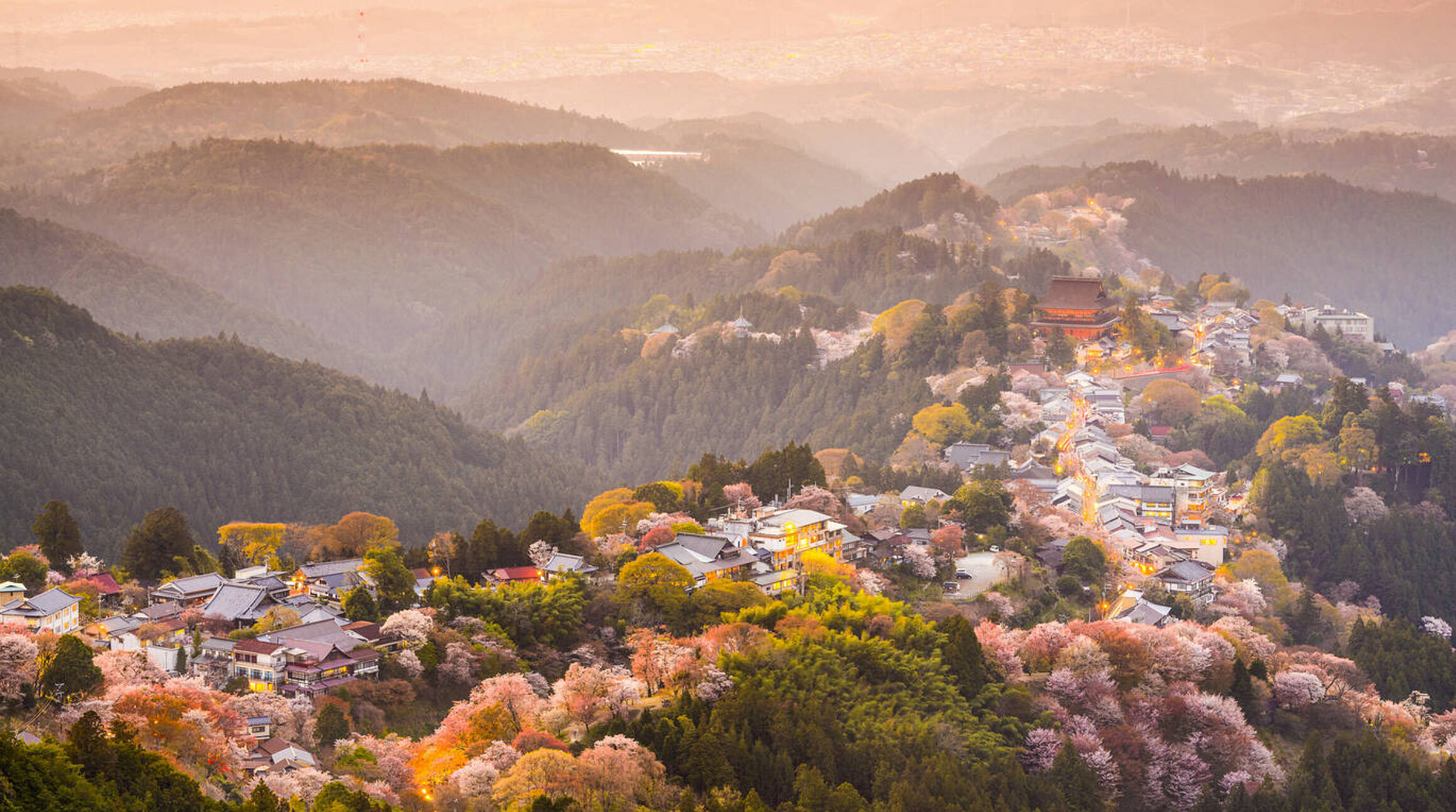 Yoshino cherry blossoms Japan