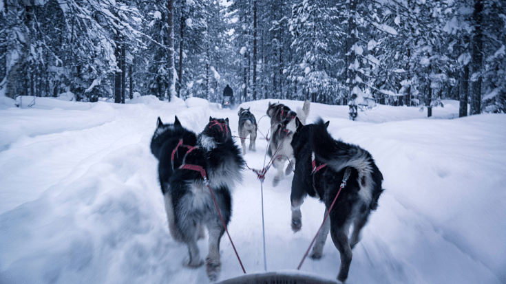 An image of a pack of four husky dogs from behind, pulling a sled in Rovaniemi, Finnish Lapland, amid deep snow and snow-capped trees on either side,to illustrate a blog post entitled trending winter family holidays for Brits.