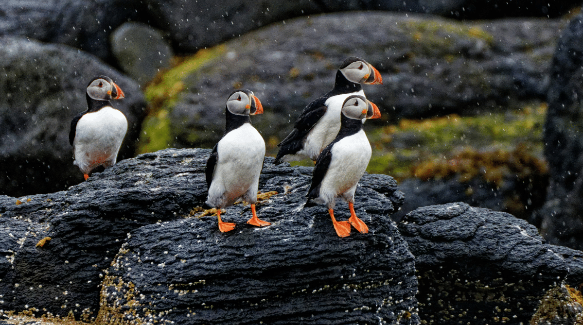 Puffins along the coast of Iceland