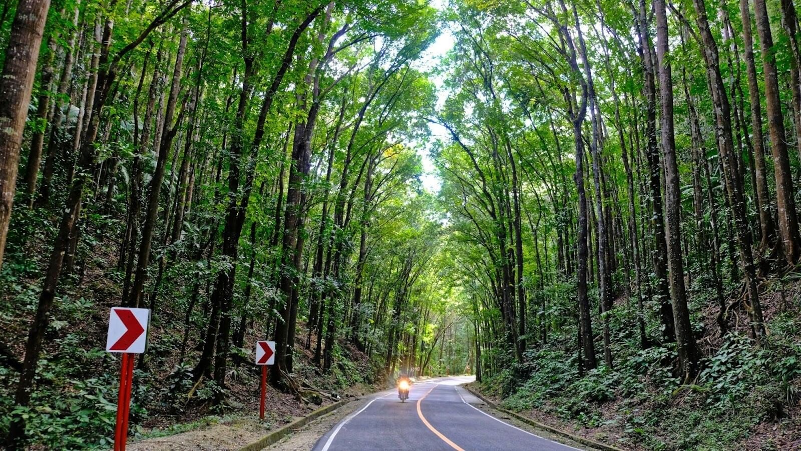 Someone riding motorcycle on a road in between tall green trees during daytime