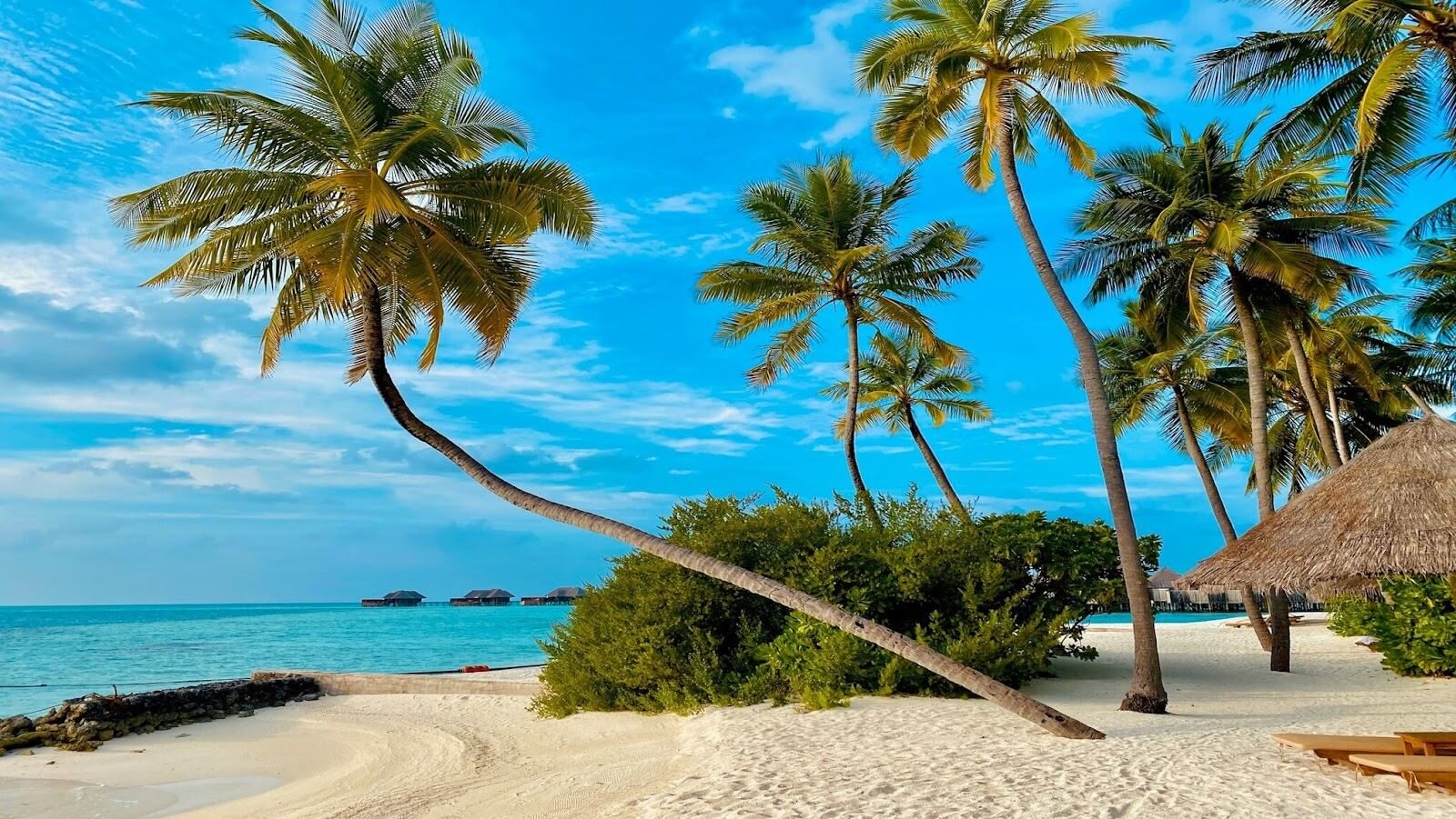 Three green palm trees on brown sand beach during daytime with clear blue sky