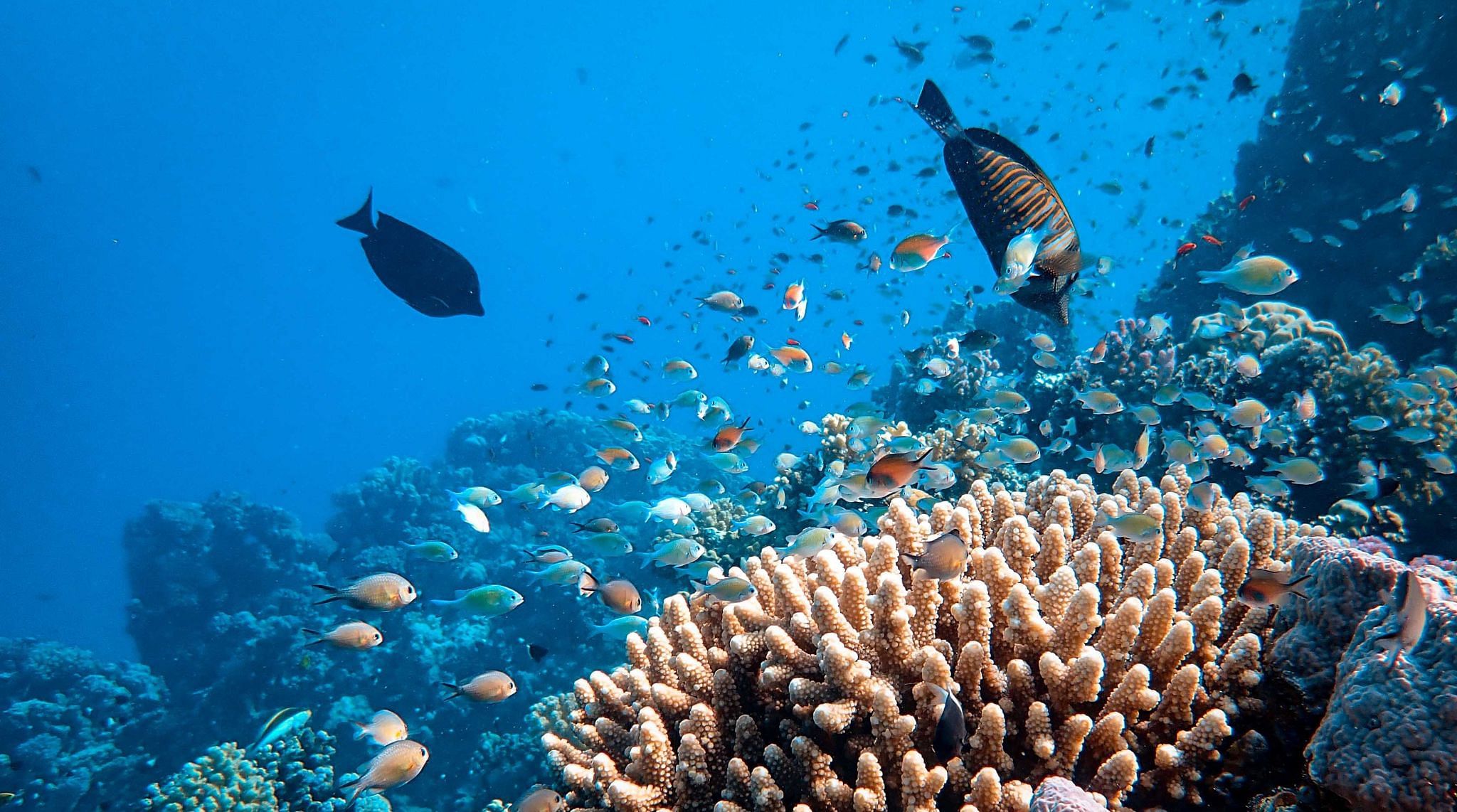 Unterwasserleben im Meer in Scharm asch-Schaich