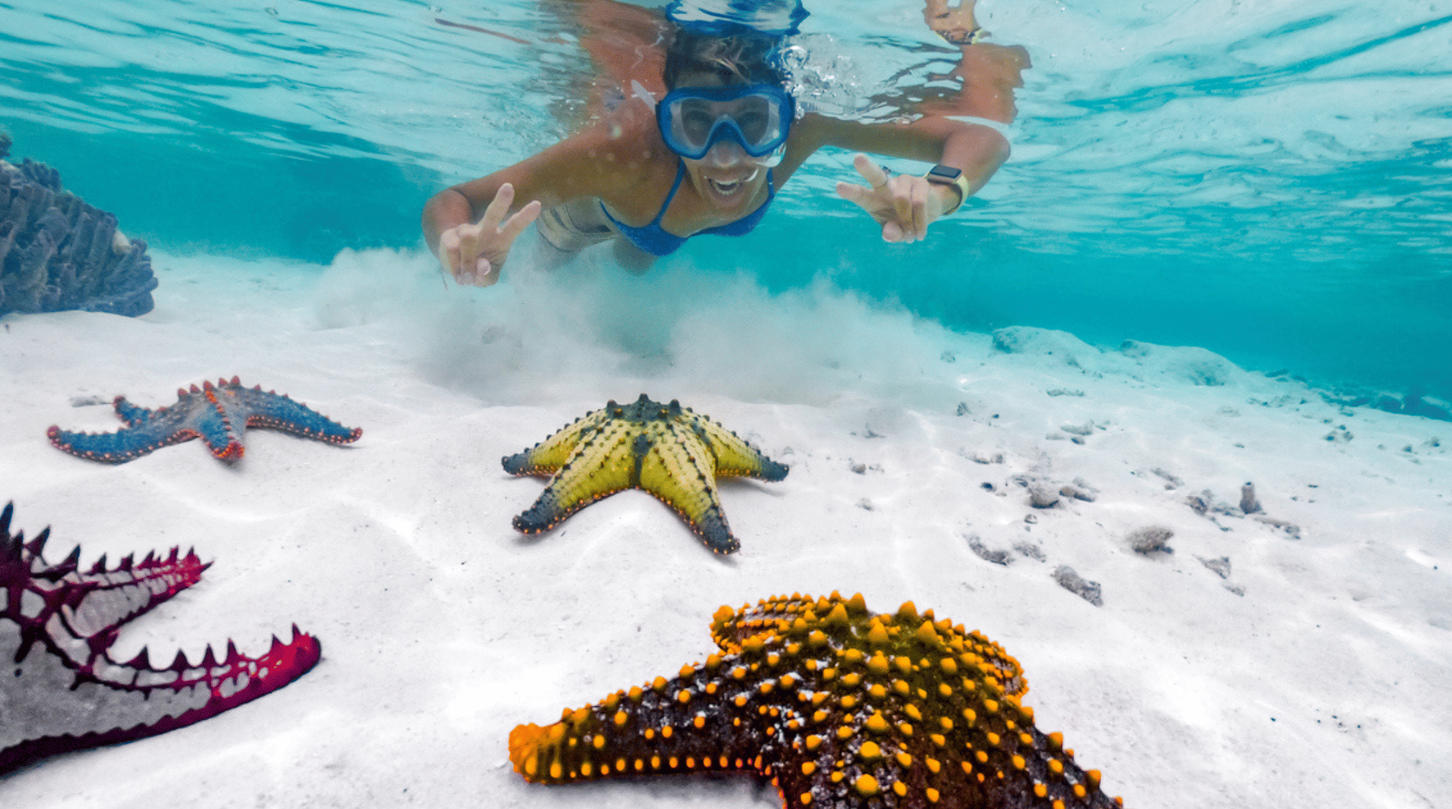 Stelle marine tropicali