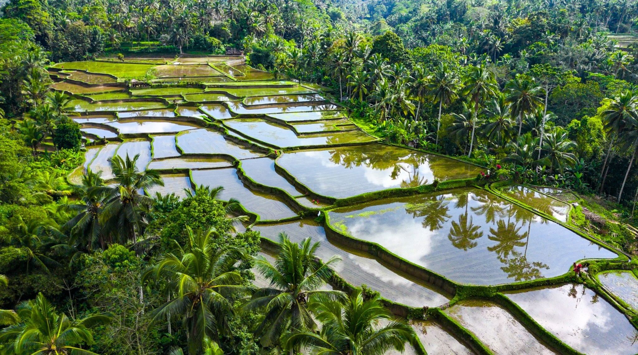 riziere verdoyante en decembre a bali
