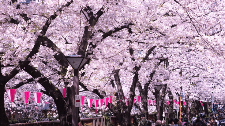 A colour photograph of a row of brown trees with blooms of bright pink cherry blossoms in full bloom. it is likely showing Japan's famous annual cherry blossom festival, Hanami. To illustrate a blog post entitled 'Top Things to Do in Okinawa, Japan's Tropical Gem.'