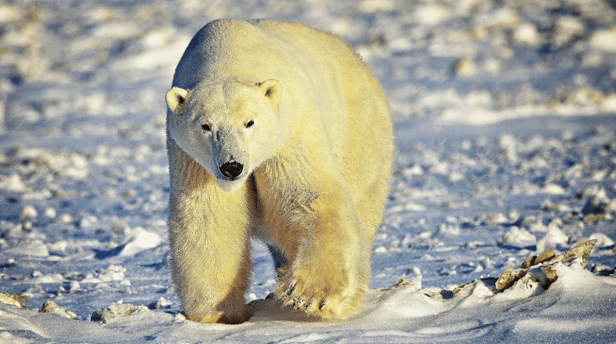 Polar bear in Churchill Manitoba