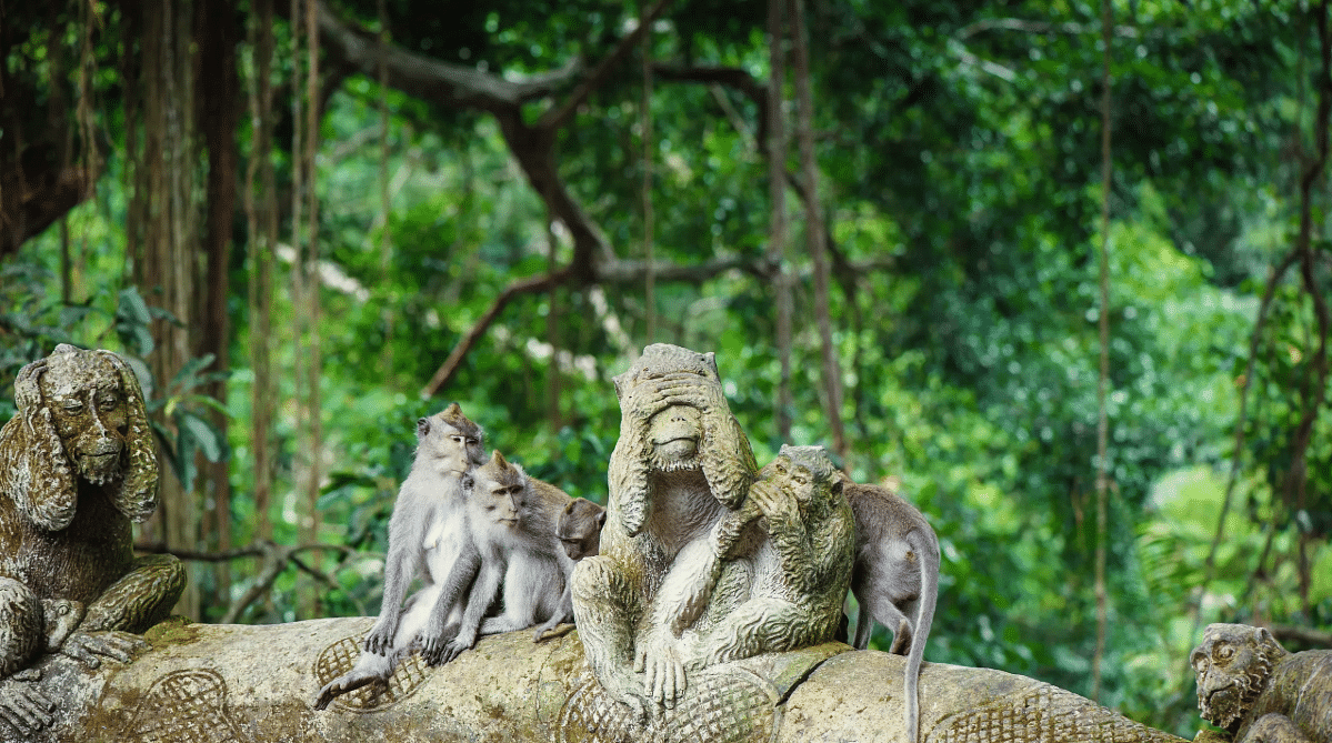 Monkeys in the Monkey Forest of Ubud, Bali