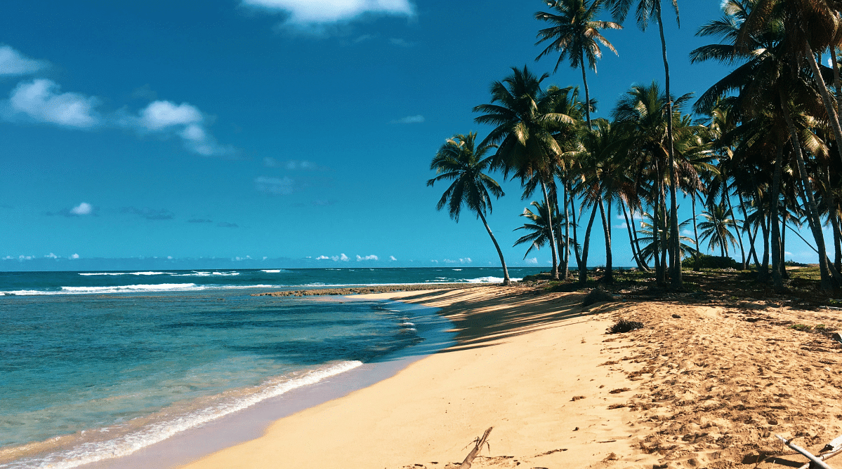 Beach with palm trees in the Dominican Republic