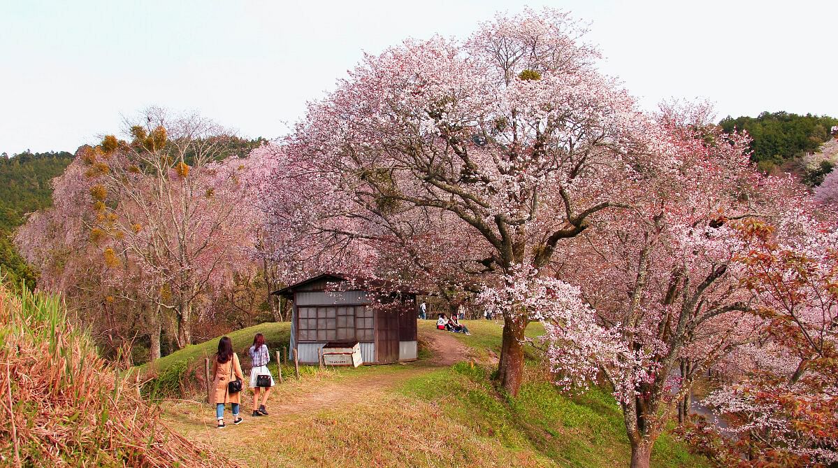 Mt Yoshino cherry blossom season