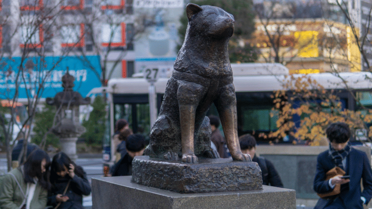 Bronze statue of Hachikō, the loyal Akita, sitting upright outside Shibuya Station in Tokyo. Surrounded by busy commuters and city lights, he looks patiently ahead, just as he once waited for his owner every evening.
