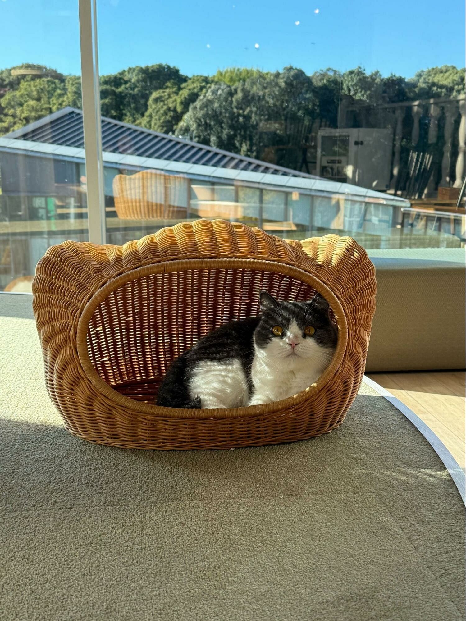 Cat Cafe in Tokyo, Japan